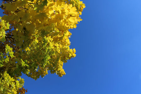 Autumn maple tree with green and yellow leaves on bright blue cloudless sky on sunny daylight.