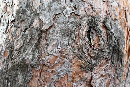 Old pine tree bark with a twig closeup background