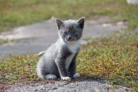 The gray cute kitten cat sits on a green grass. 2 month domestic cat. Close-up