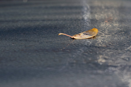 Morning dew on the roof of the car and autumn leaf in sunlight