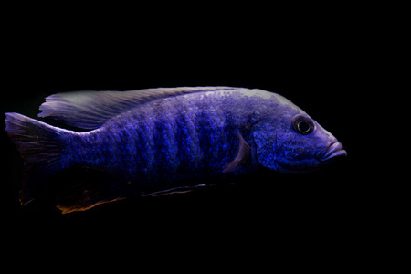 aquarium fishの写真素材