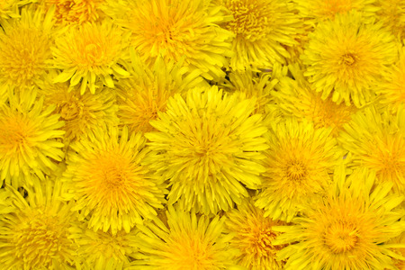 Background of dandelionsの写真素材