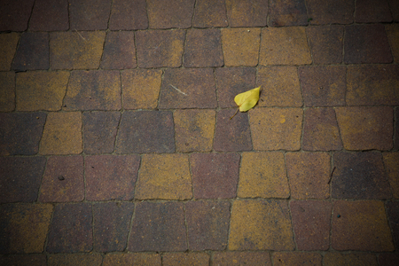 yellow leaf on a brown tileの写真素材