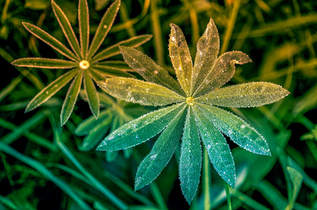 Fresh green grass with dew drops closeup. Nature Backgroundの写真素材