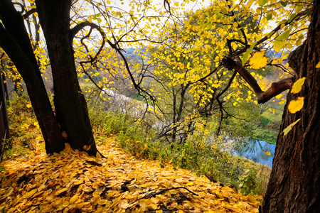 multi-colored autumn leaves on the branches of treesの写真素材