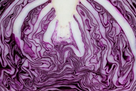 red cabbage texture backgroundの写真素材