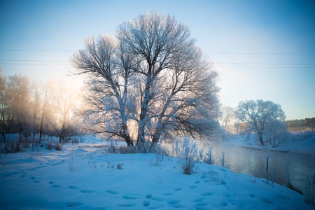 Winter forest wild river landscapeの写真素材