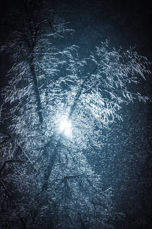 snow-covered tree branches under the light of a lanternの写真素材