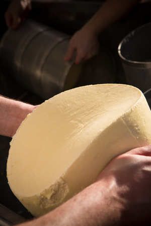 Rustic gourmet cheese in hands of cheese maker, close up. Spicy seasoning hand made cheese.の写真素材