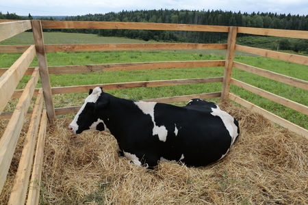 calves on the grass in the penの写真素材
