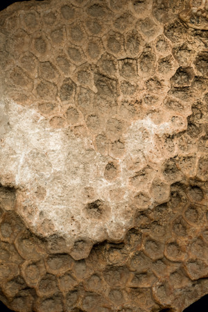 old petrified honeycomb close-up shotの写真素材