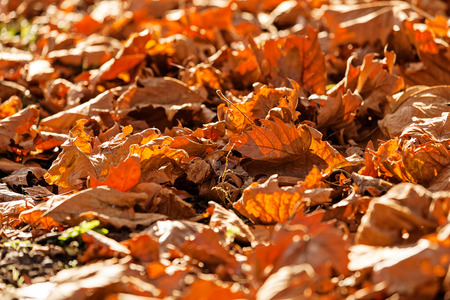 leaves in the park on a sunny dayの写真素材