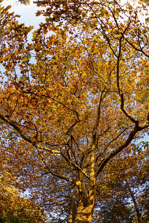 trees with fallen leaves in the park on a sunny dayの写真素材