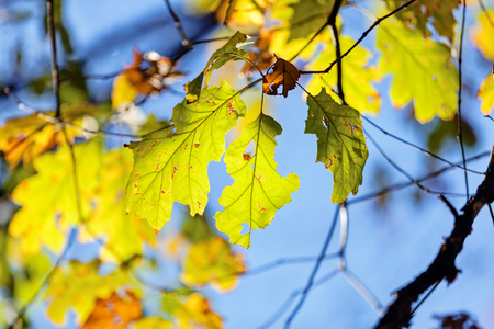leaves in the park on a sunny dayの写真素材