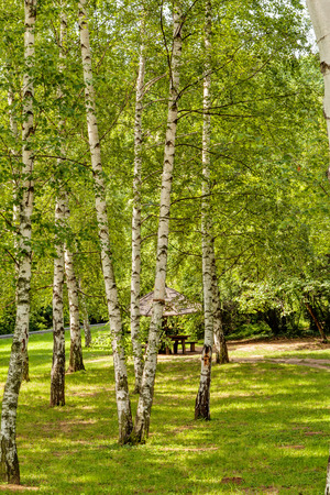 Park with silver birch treesの写真素材