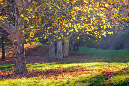 trees in park on a sunny day, Belgrade Serbiaの写真素材