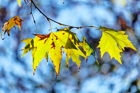 leaves in the parkの写真素材