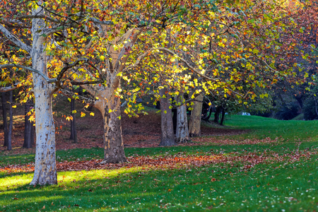 trees in park on a sunny day with green foliageの写真素材
