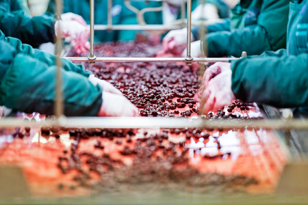 frozen sour cherries in sorting and processing machinesの写真素材