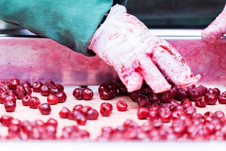 frozen sour cherries in sorting and processing machinesの写真素材