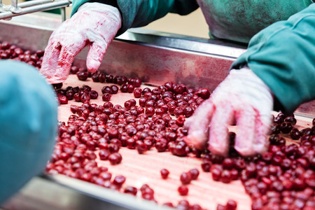 frozen sour cherries in sorting and processing machinesの写真素材