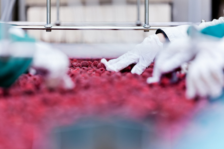 frozen red raspberries in sorting and processing machinesの写真素材