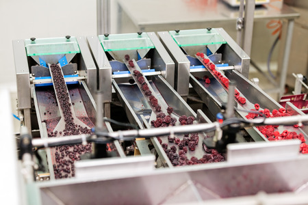 frozen red raspberries in sorting and processing machinesの写真素材