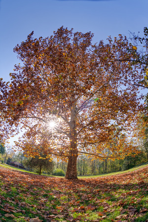 tree in the park with fallen leaves at autumnの写真素材