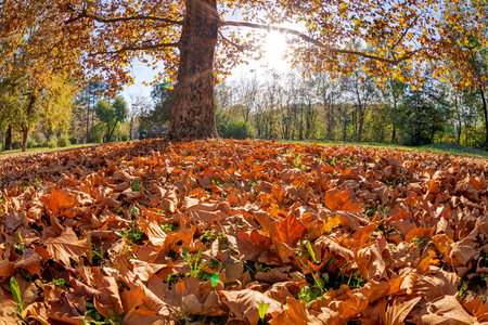 Tree in the park with fallen leaves at autumnの写真素材