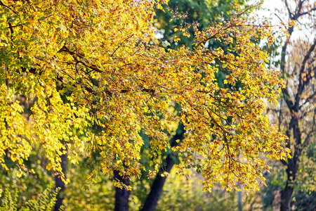 leaves in the park on a sunny dayの写真素材