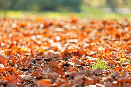 leaves in the park on a sunny dayの写真素材
