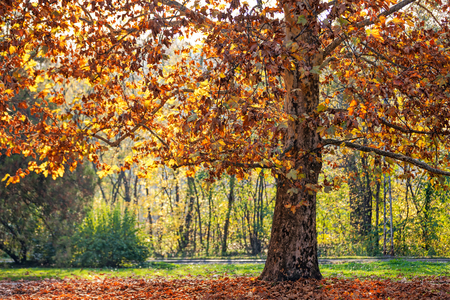 trees with fallen leaves in the park on a sunny dayの写真素材