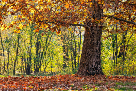 trees with fallen leaves in the park on a sunny dayの写真素材