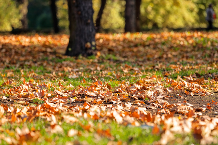 trees with fallen leaves in the park on a sunny dayの写真素材