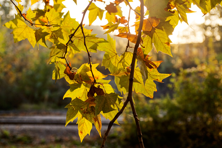 leaves in the park on a sunny dayの写真素材