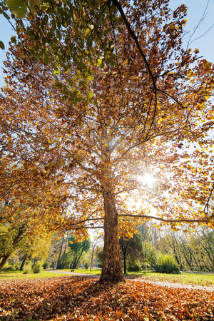 trees with fallen leaves in the park on a sunny dayの写真素材