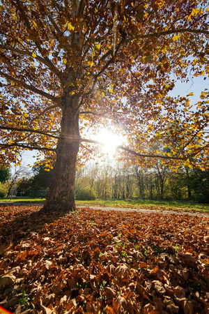trees with fallen leaves in the park on a sunny dayの写真素材