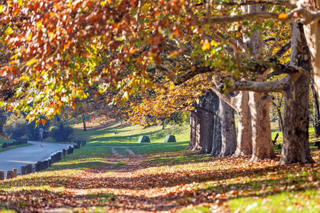 trees with fallen leaves in the parkの写真素材