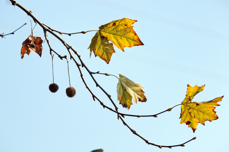 leaves in the park on a sunny dayの写真素材