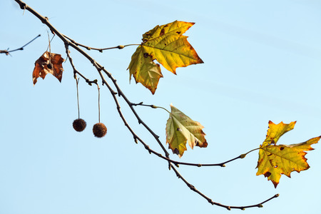 leaves in the park on a sunny dayの写真素材
