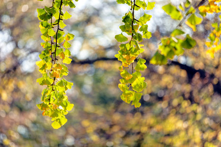 leaves in the park on a sunny dayの写真素材