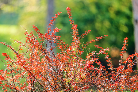 leaves in the park on a sunny dayの写真素材