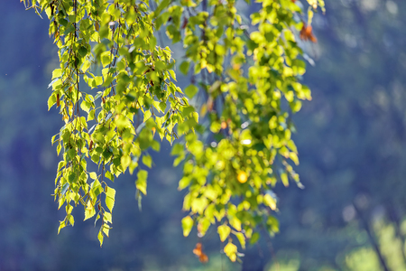 leaves in the park on a sunny dayの写真素材