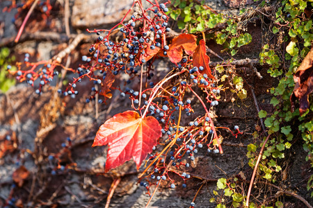 orange and green leaves on a old stone wallの写真素材