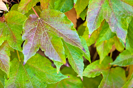 orange and green leaves on a old stone wallの写真素材