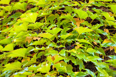 orange and green leaves on a old stone wallの写真素材