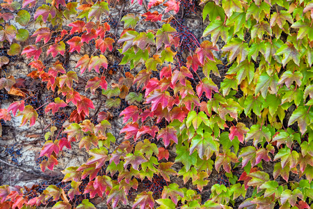 orange and green leaves on a old stone wallの写真素材