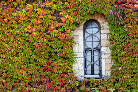 window on the old stone wall with orange and green leavesの写真素材