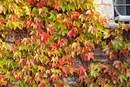 orange and green leaves on a old stone wallの写真素材