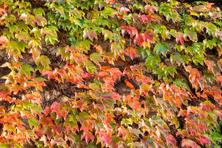 orange and green leaves on a old stone wallの写真素材